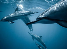 app下载-半岛体育网址——带你畅享极致体育体验